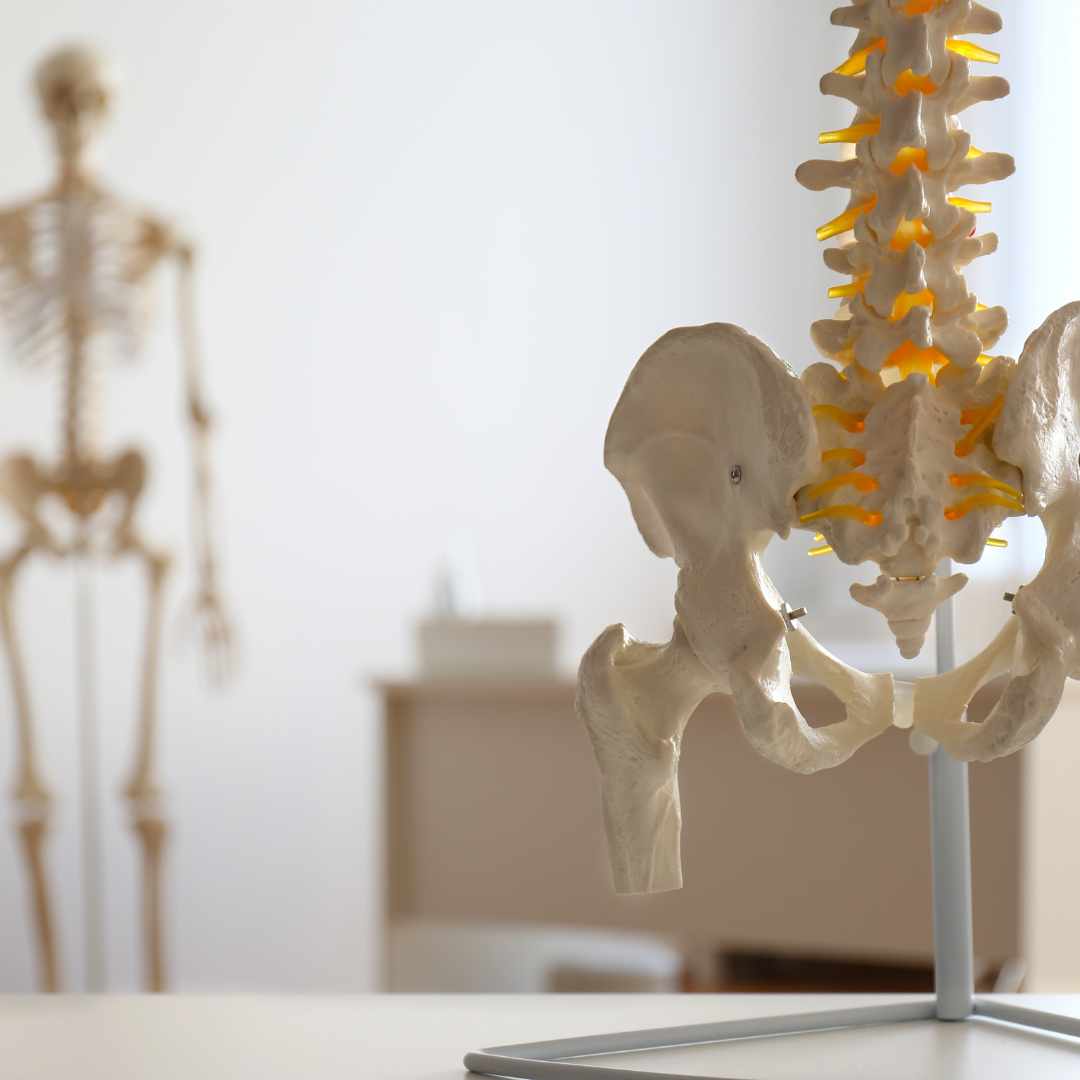 Anatomisk model af bækken og rygsøjle med fokus på haleben ved halebenssmerter.